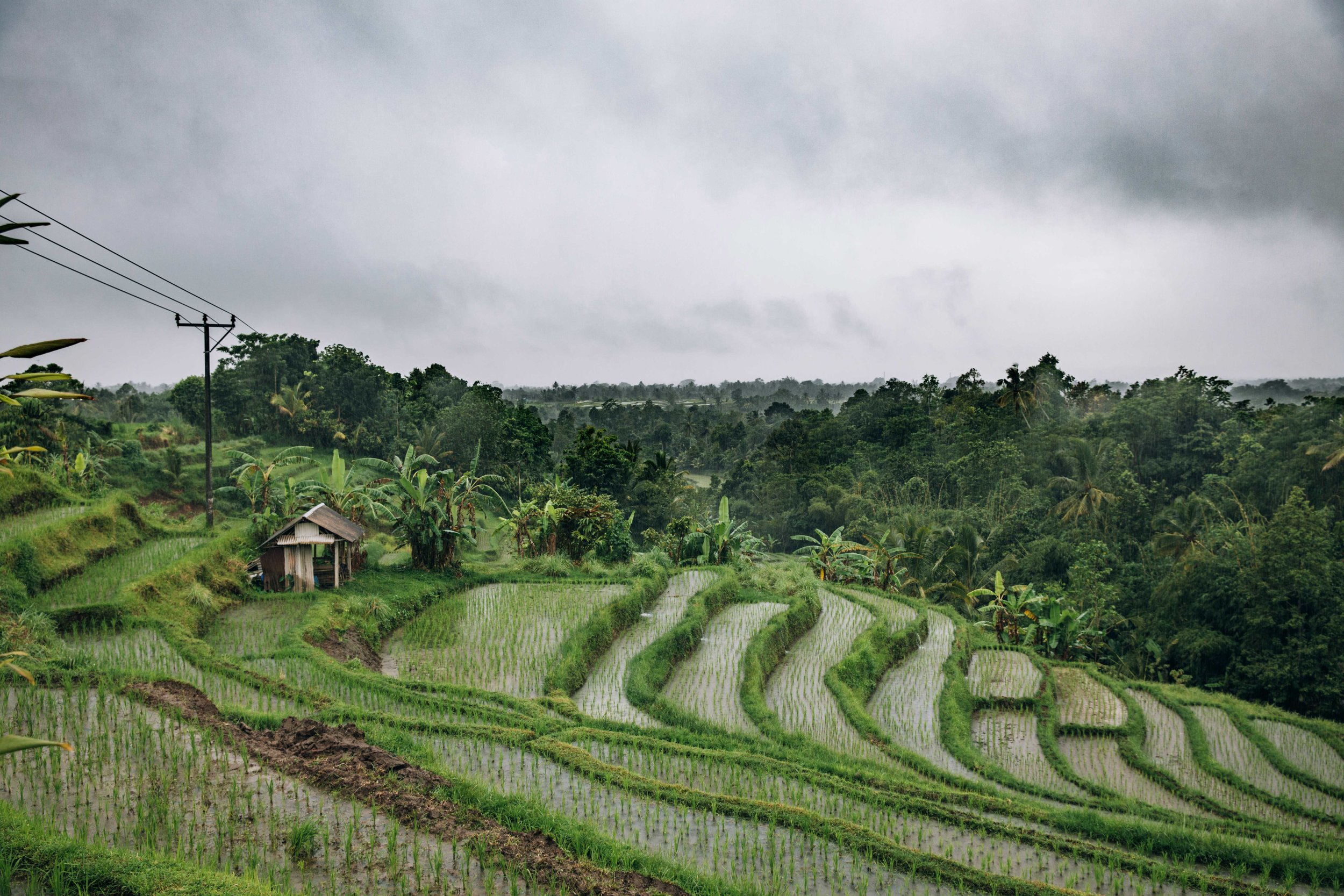 Lands for Sale in Sumba in front of Rice Field